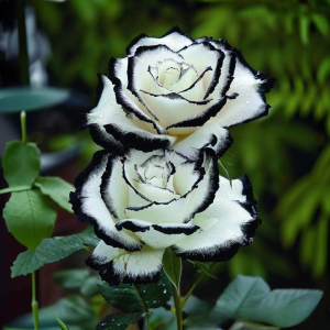 Роза Силк Ивин купить по цене от 319р. в интернет-магазине «Посадика» с доставкой почтой в в Усть-Катаве и по всей России – [изображение №1].