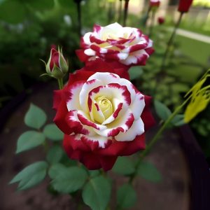 Роза Роял Глом купить по цене от 401р. в интернет-магазине «Посадика» с доставкой почтой в в Усть-Катаве и по всей России – [изображение №1].