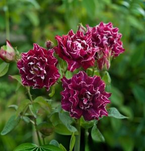 Роза Опаловый Пейзаж купить по цене от 490р. в интернет-магазине «Посадика» с доставкой почтой в в Усть-Катаве и по всей России – [изображение №1].