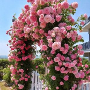 Роза Пастель Розе купить по цене от 605р. в интернет-магазине «Посадика» с доставкой почтой в в Усть-Катаве и по всей России – [изображение №1].