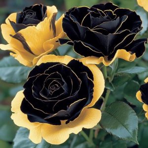 Роза Ханни Сикл купить по цене от 700р. в интернет-магазине «Посадика» с доставкой почтой в в Усть-Катаве и по всей России – [изображение №1].