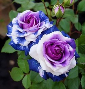 Роза Айвори Каскад купить по цене от 420р. в интернет-магазине «Посадика» с доставкой почтой в в Усть-Катаве и по всей России – [изображение №1].