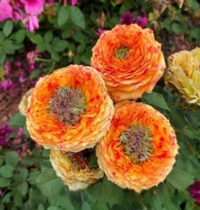 Роза Золотой Мираж купить по цене от 420р. в интернет-магазине «Посадика» с доставкой почтой в в Усть-Катаве и по всей России – [изображение №1].