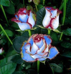 Роза Сафайер Пэтл купить по цене от 450р. в интернет-магазине «Посадика» с доставкой почтой в в Усть-Катаве и по всей России – [изображение №1].