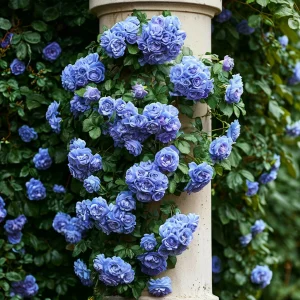 Роза плетистая Блю Перпл купить по цене от 540р. в интернет-магазине «Посадика» с доставкой почтой в в Усть-Катаве и по всей России – [изображение №1].